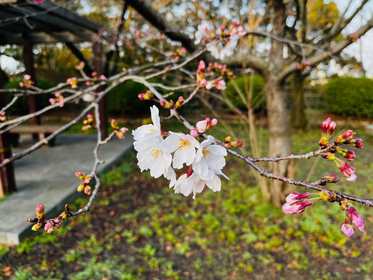 2023年の大牟田市の桜の開花状況