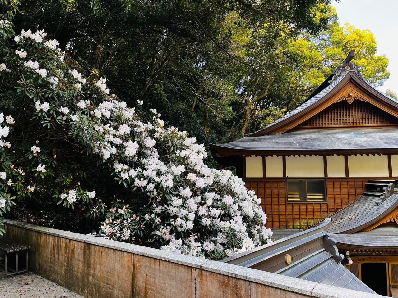 みやま市のシャクナゲ寺（八楽会奥之院）