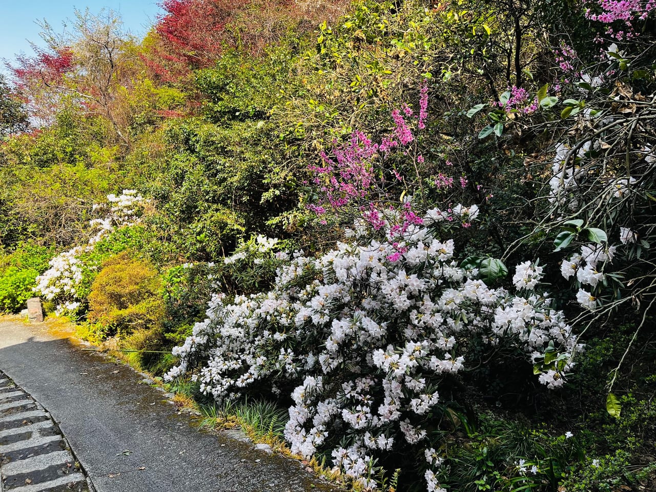 みやま市のシャクナゲ寺（八楽会奥之院）