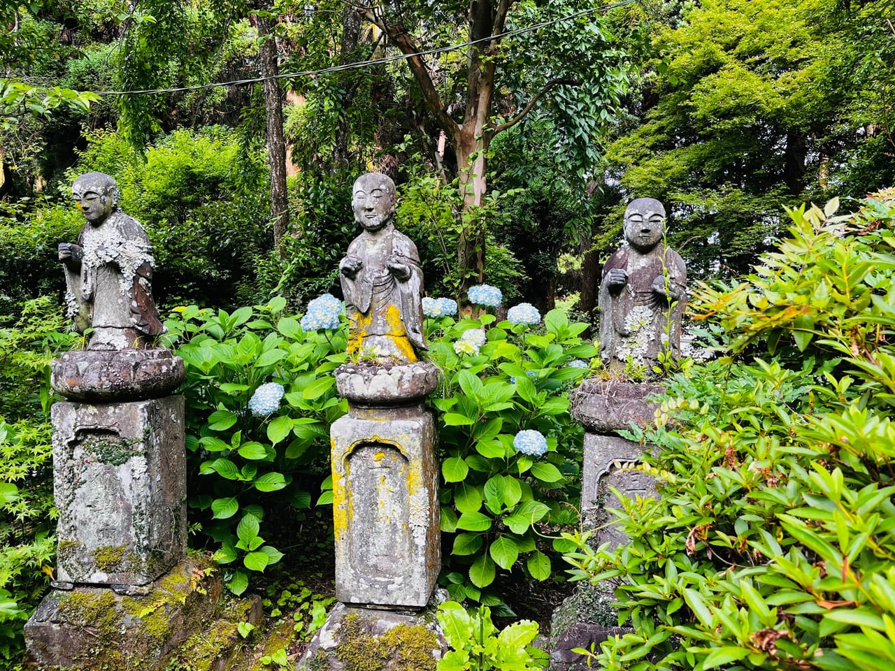 2023年の大牟田市の定林寺のあじさい