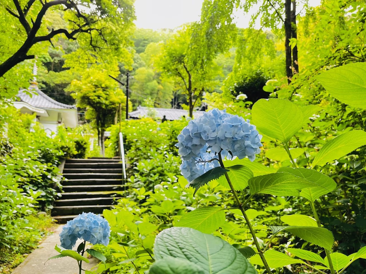 2023年の大牟田市の定林寺のあじさい