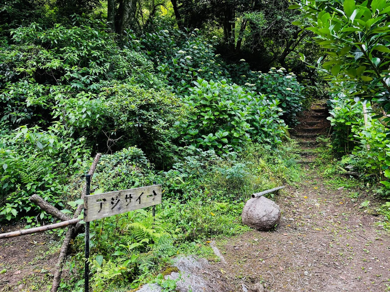 2023年の大牟田市の定林寺のあじさい