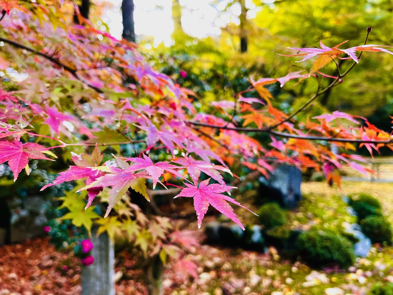 2023年秋の清水寺本坊庭園の紅葉