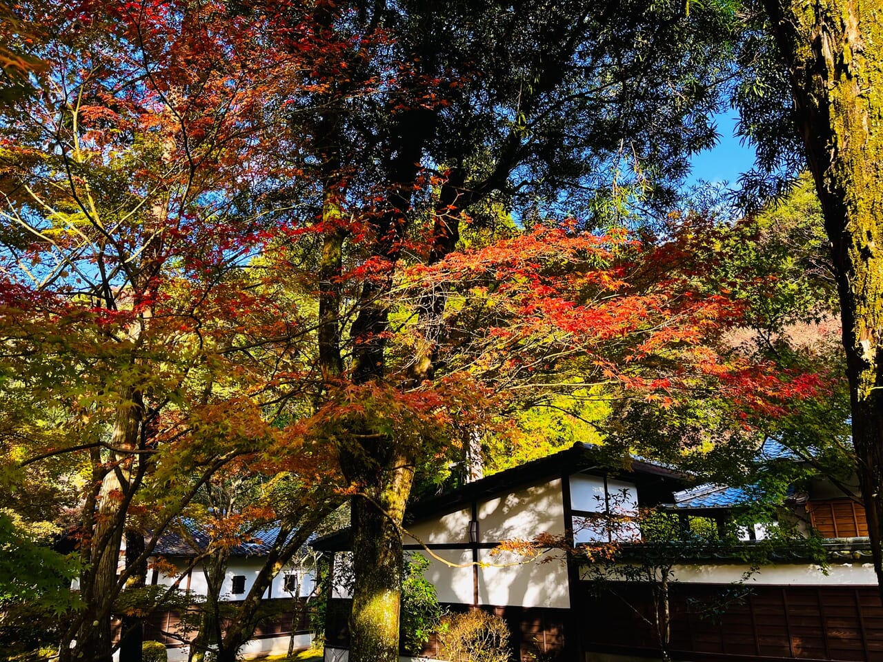 2023年秋の清水寺本坊庭園の紅葉