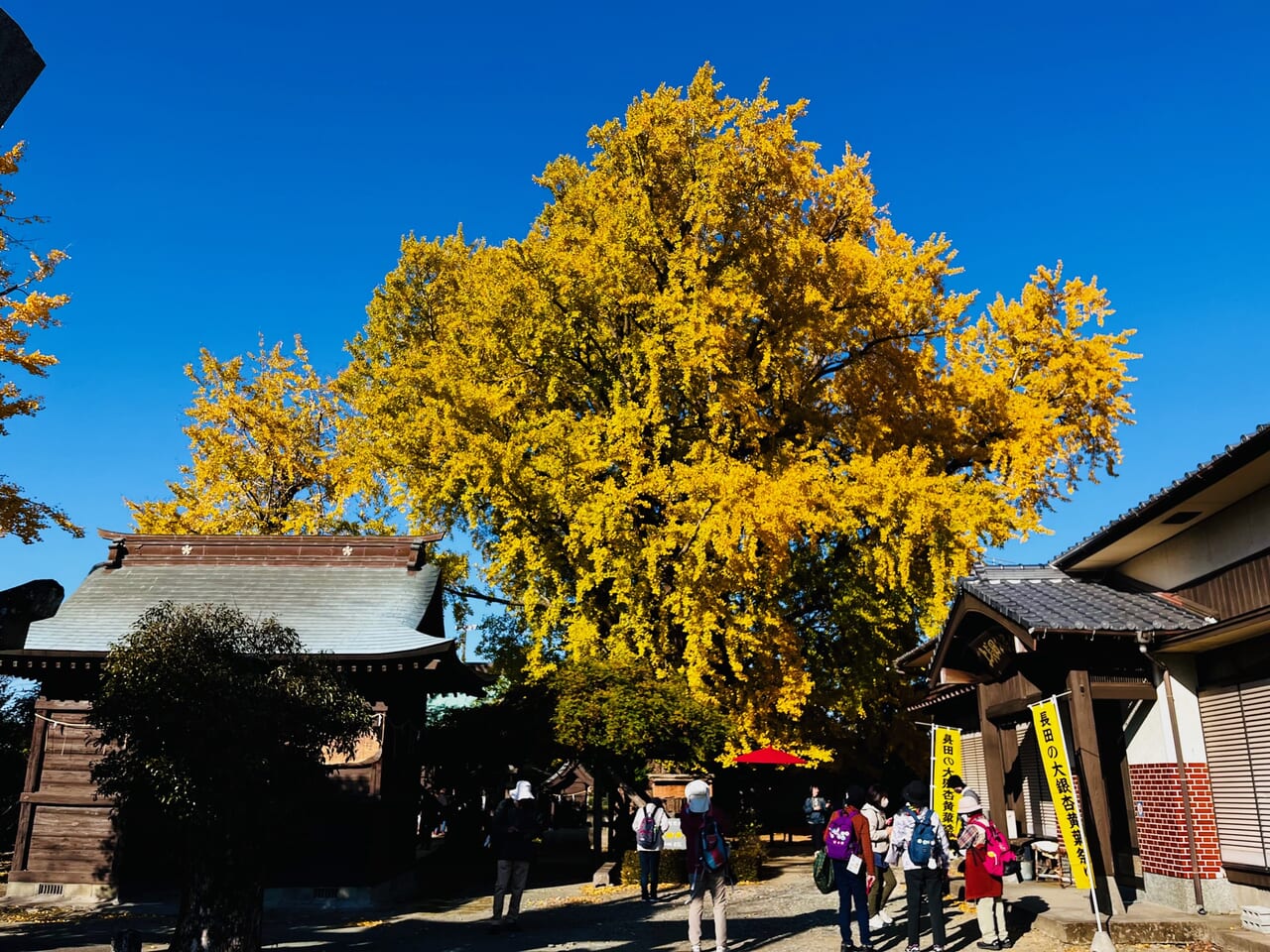 2023年のみやま市瀬高町の長田の大イチョウ