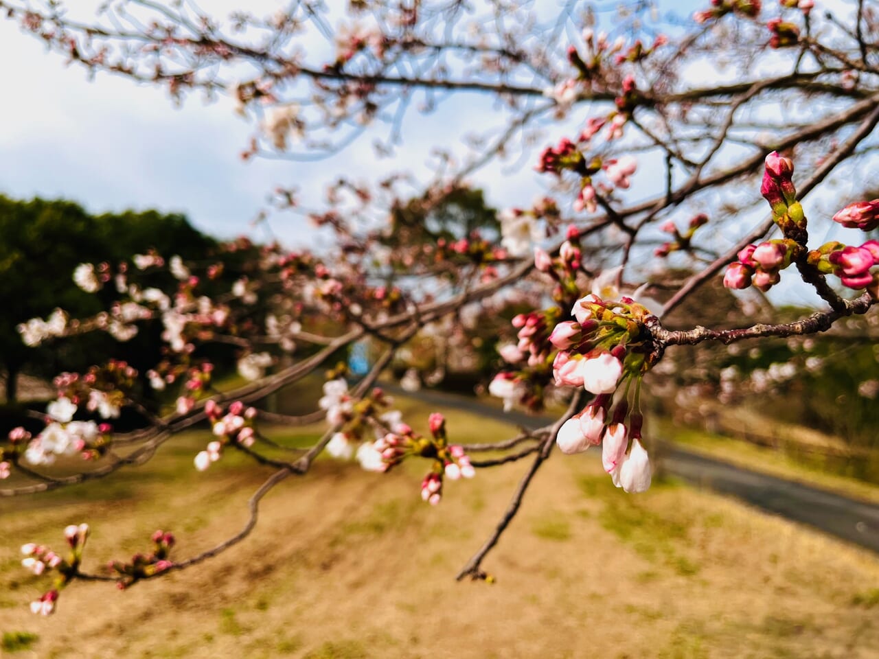 2024年みやまの桜開花速報