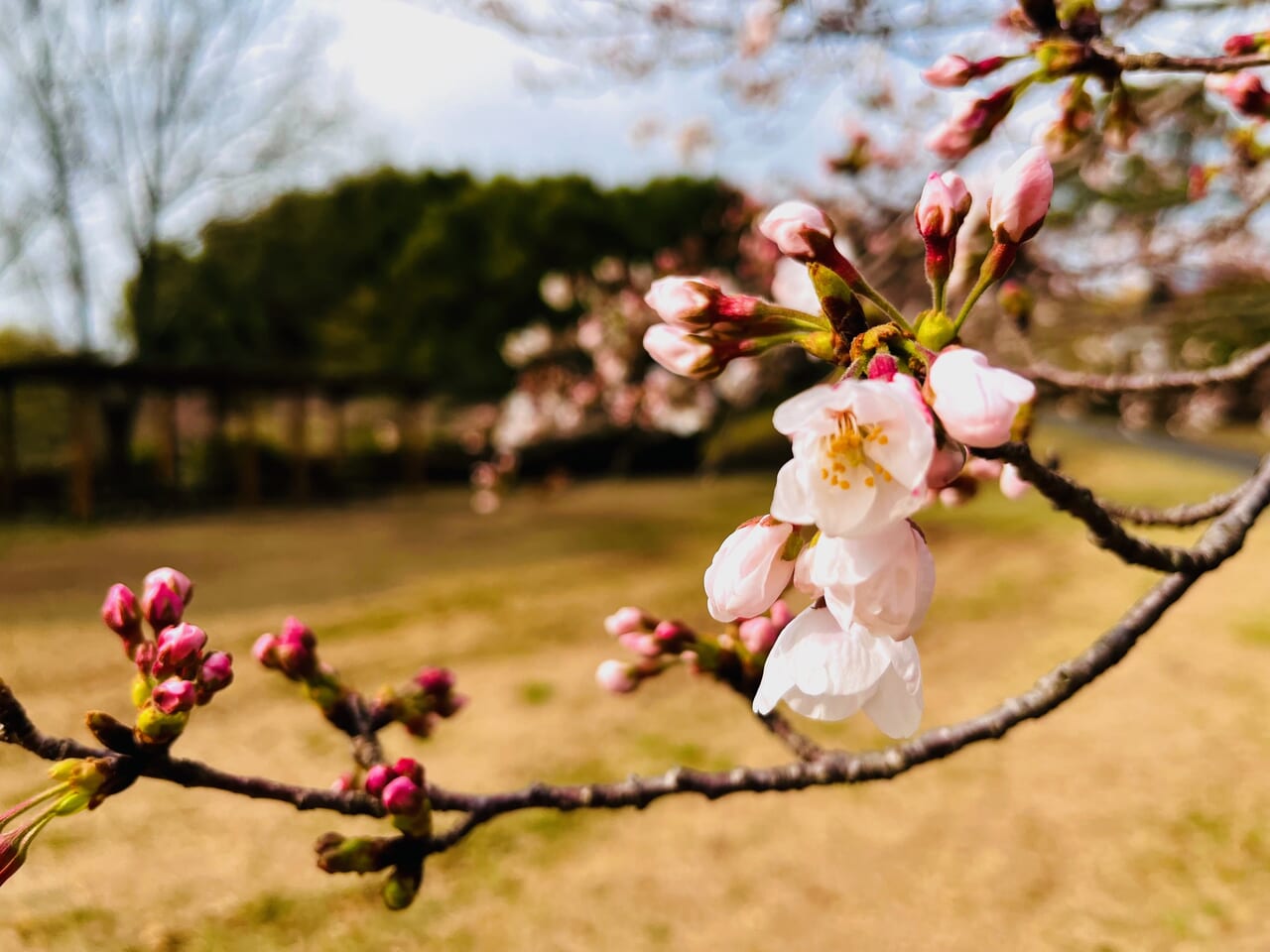 2024年みやまの桜開花速報
