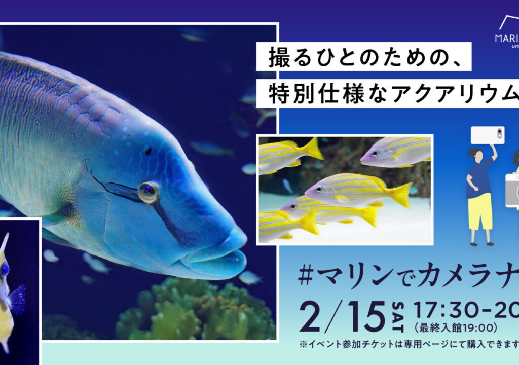 2025年2月15日(土)17:30より「マリンワールド海の中道」にて、夜ならではの生き物の姿を撮影できる「マリンでカメラナイト」が開催予定です。