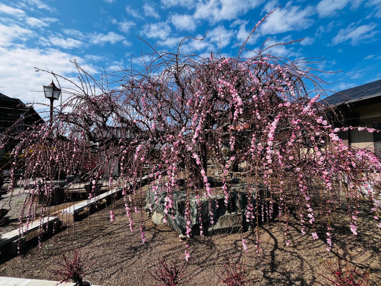 2025年3月のみやまの梅花園