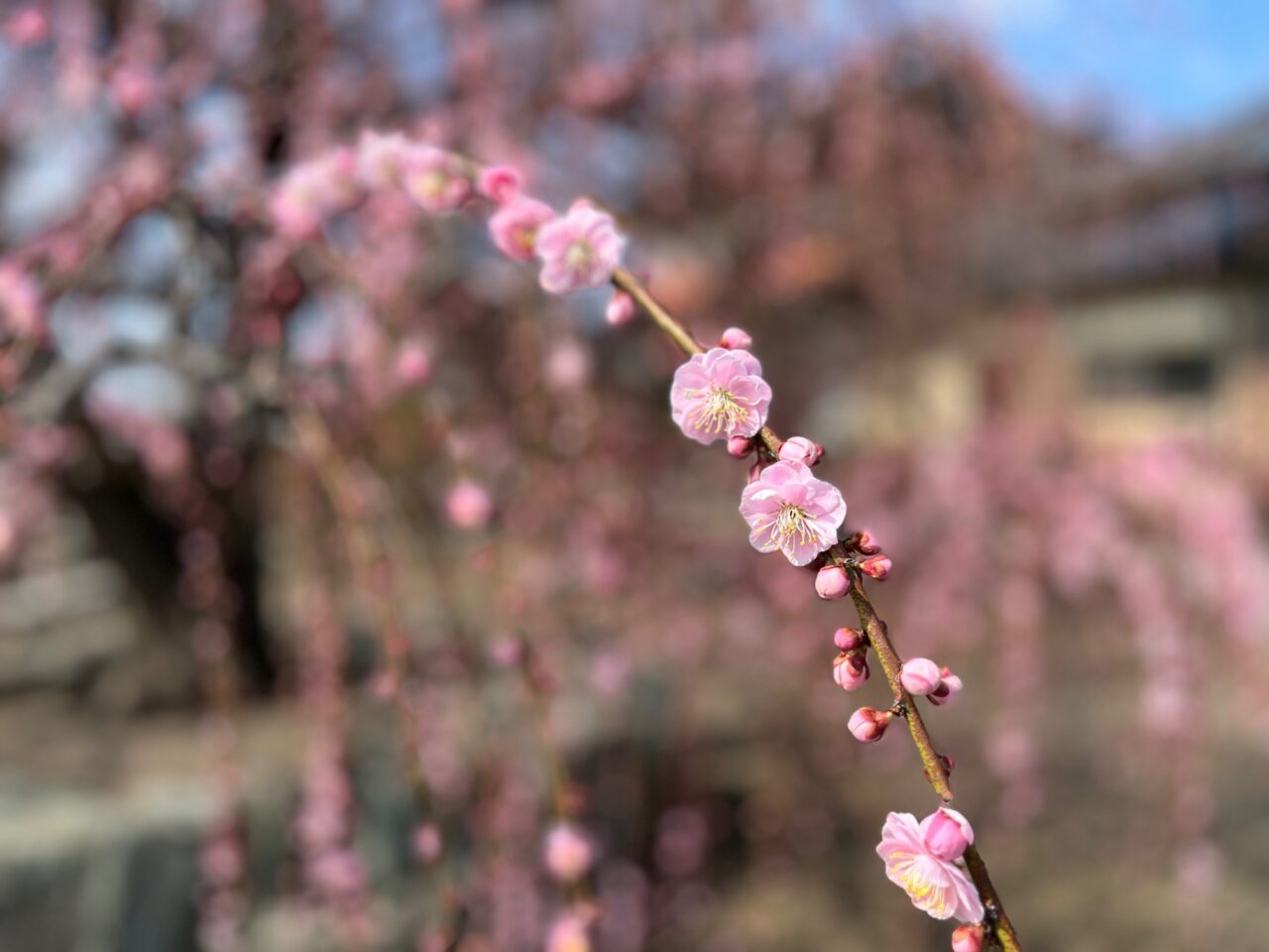 2025年3月のみやまの梅花園