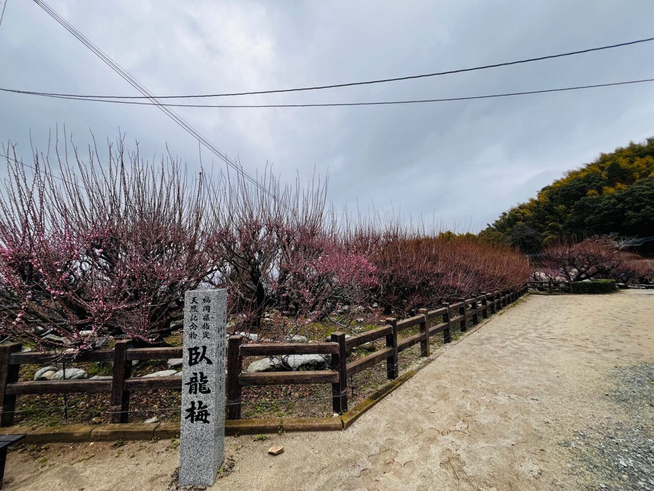2025年3月の大牟田の普光寺の臥龍 梅