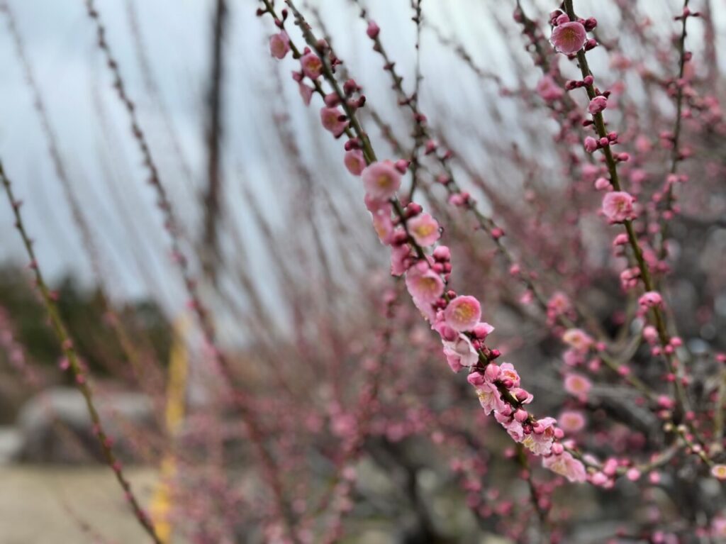 2025年3月の大牟田の普光寺の臥龍 梅