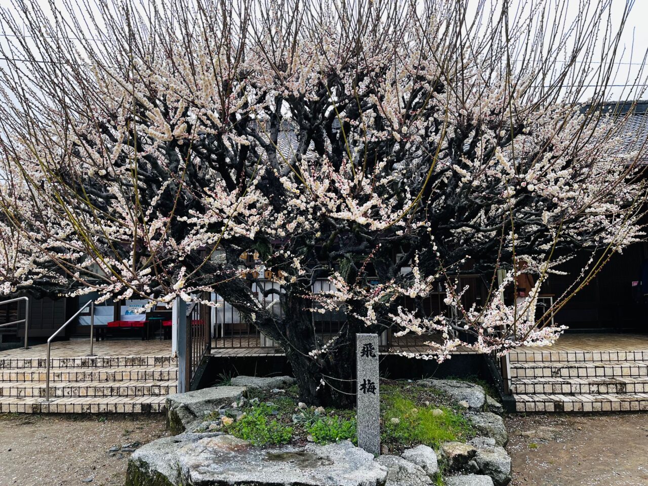 2025年3月の大牟田の普光寺の臥龍 梅