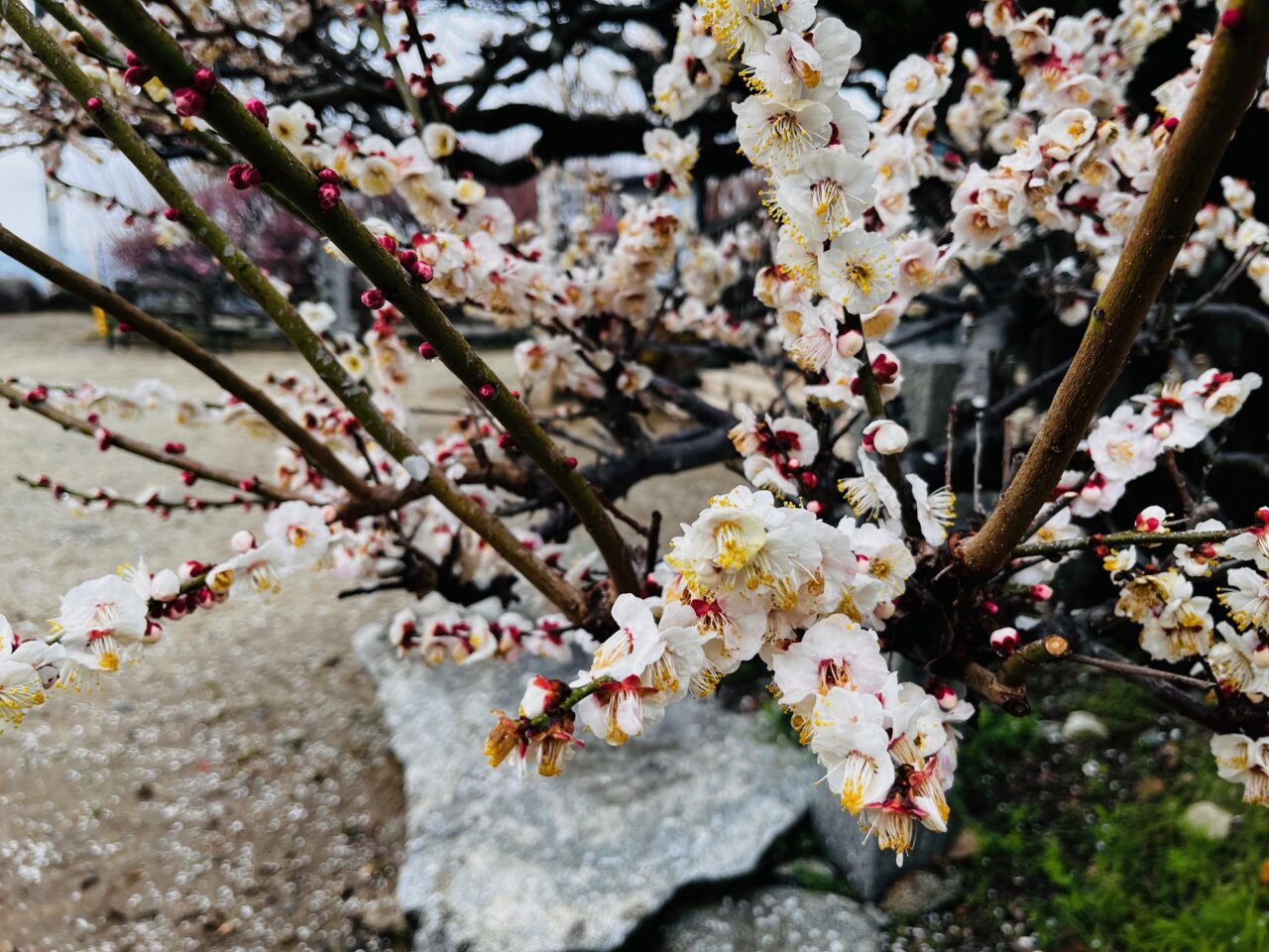 2025年3月の大牟田の普光寺の臥龍 梅
