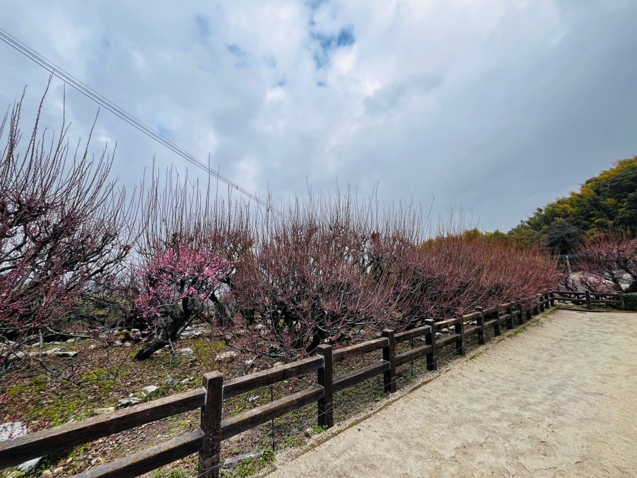 2025年3月の大牟田の普光寺の臥龍 梅