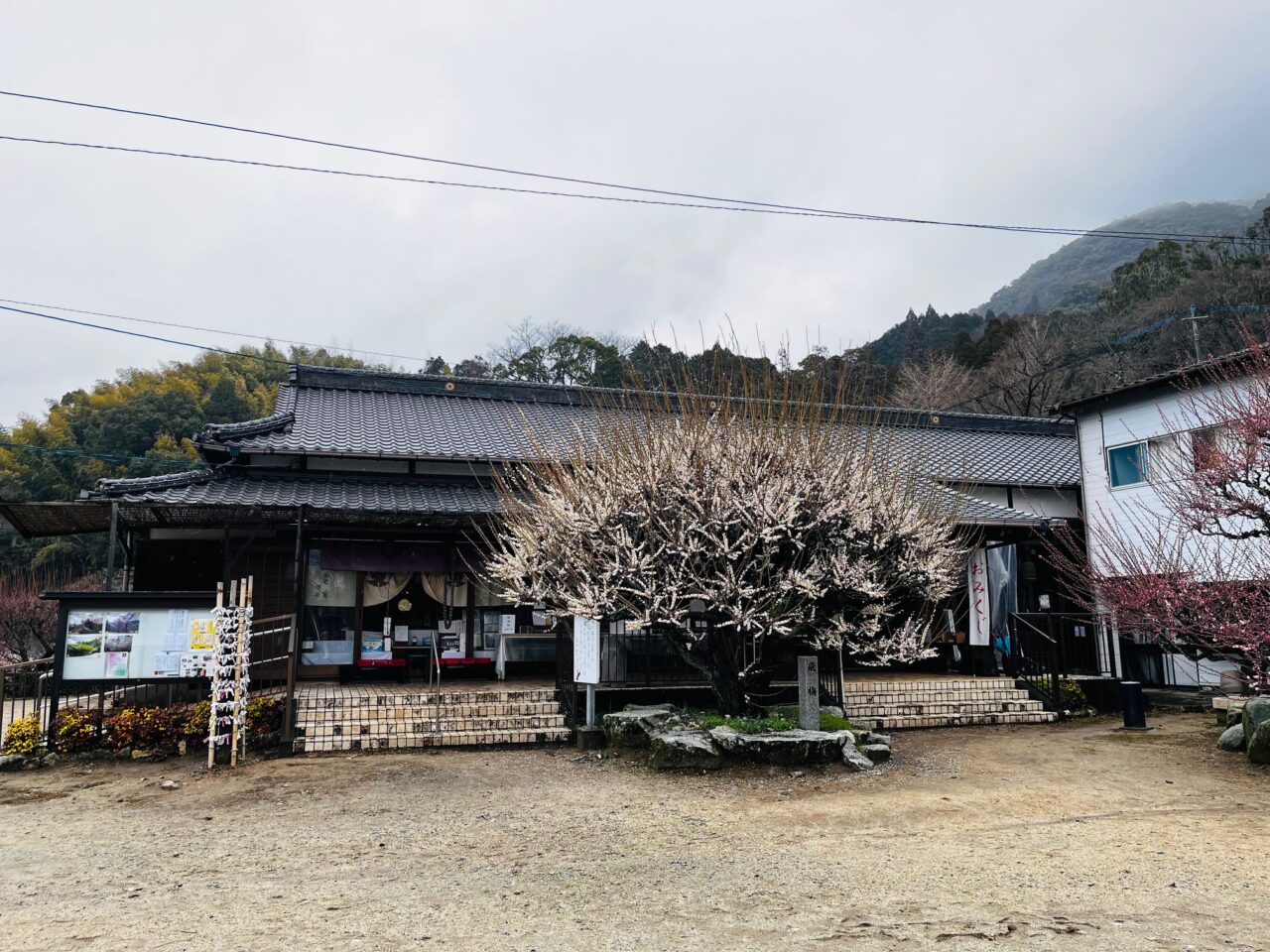 2025年3月の大牟田の普光寺の臥龍 梅