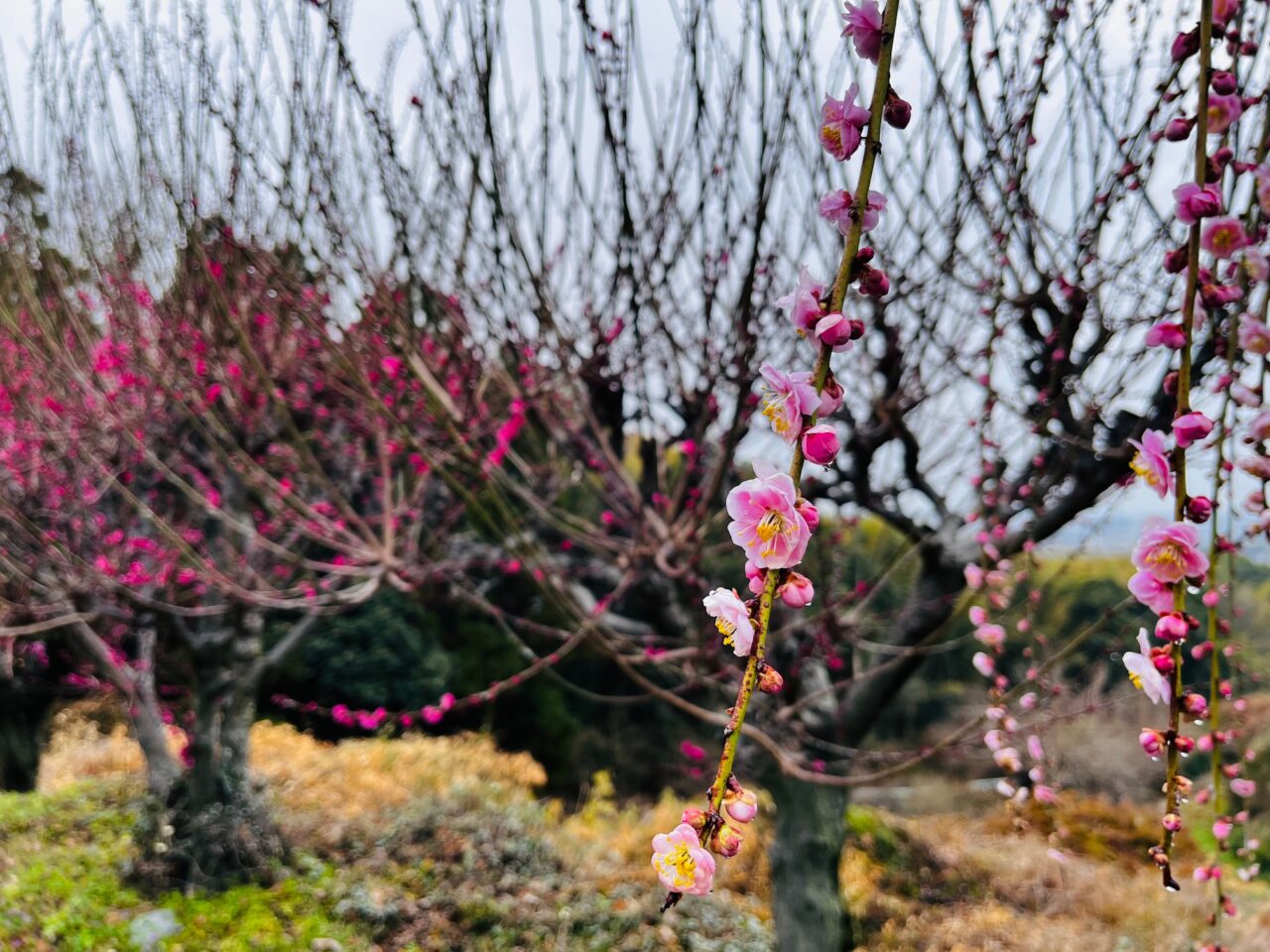 2025年3月の大牟田の普光寺の臥龍 梅
