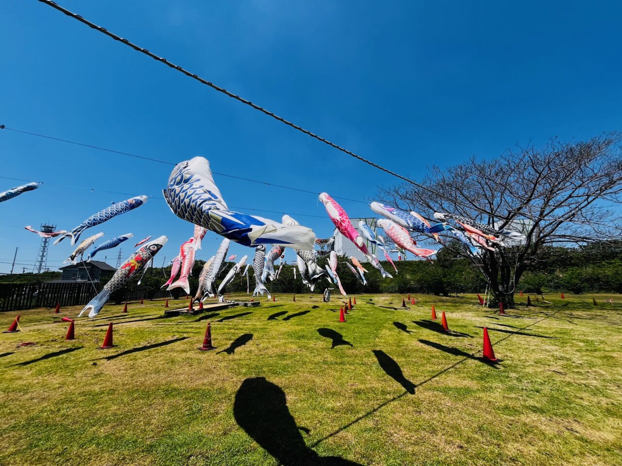 2025年大牟田三川坑の鯉のぼり