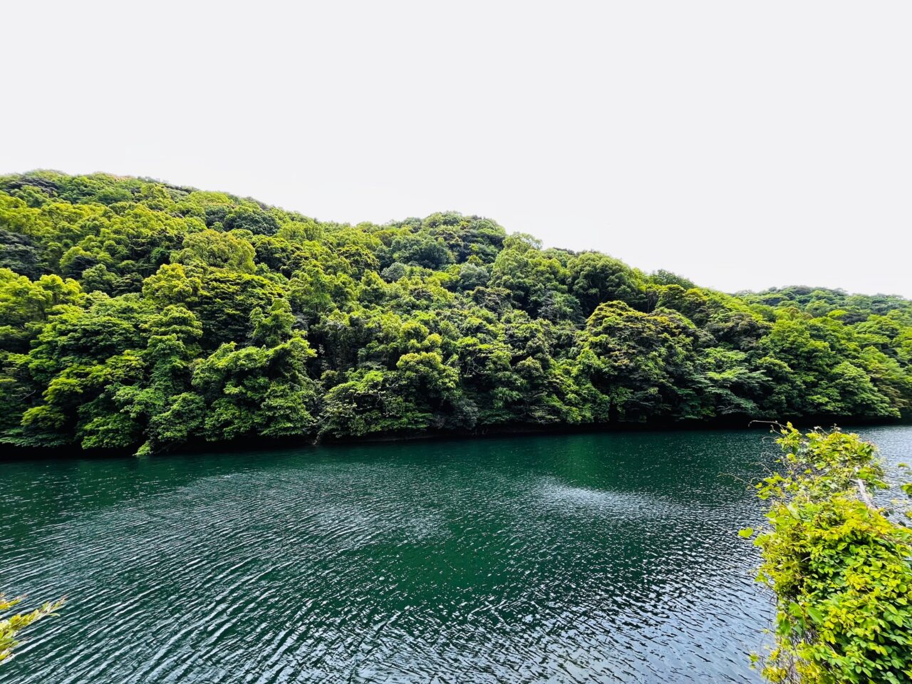 2025年みやま市の山川ほたる鑑賞