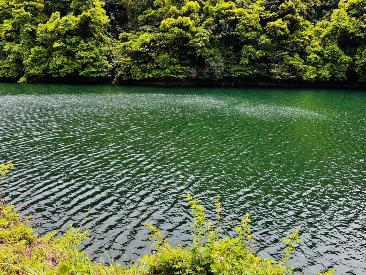2025年みやま市の山川ほたる鑑賞