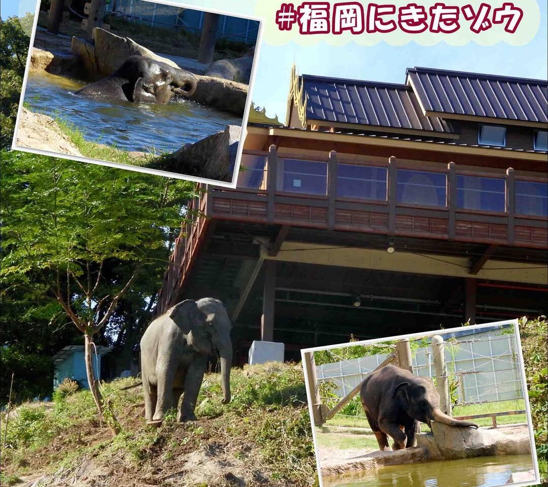 福岡市中央区にある「福岡市動植物」では、2025年5月4日(日・祝)の「みどりの日」は無料開園日となります。
