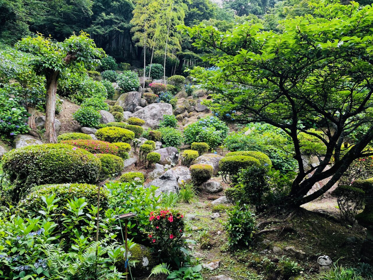 2025年大牟田の定林寺のあじさい