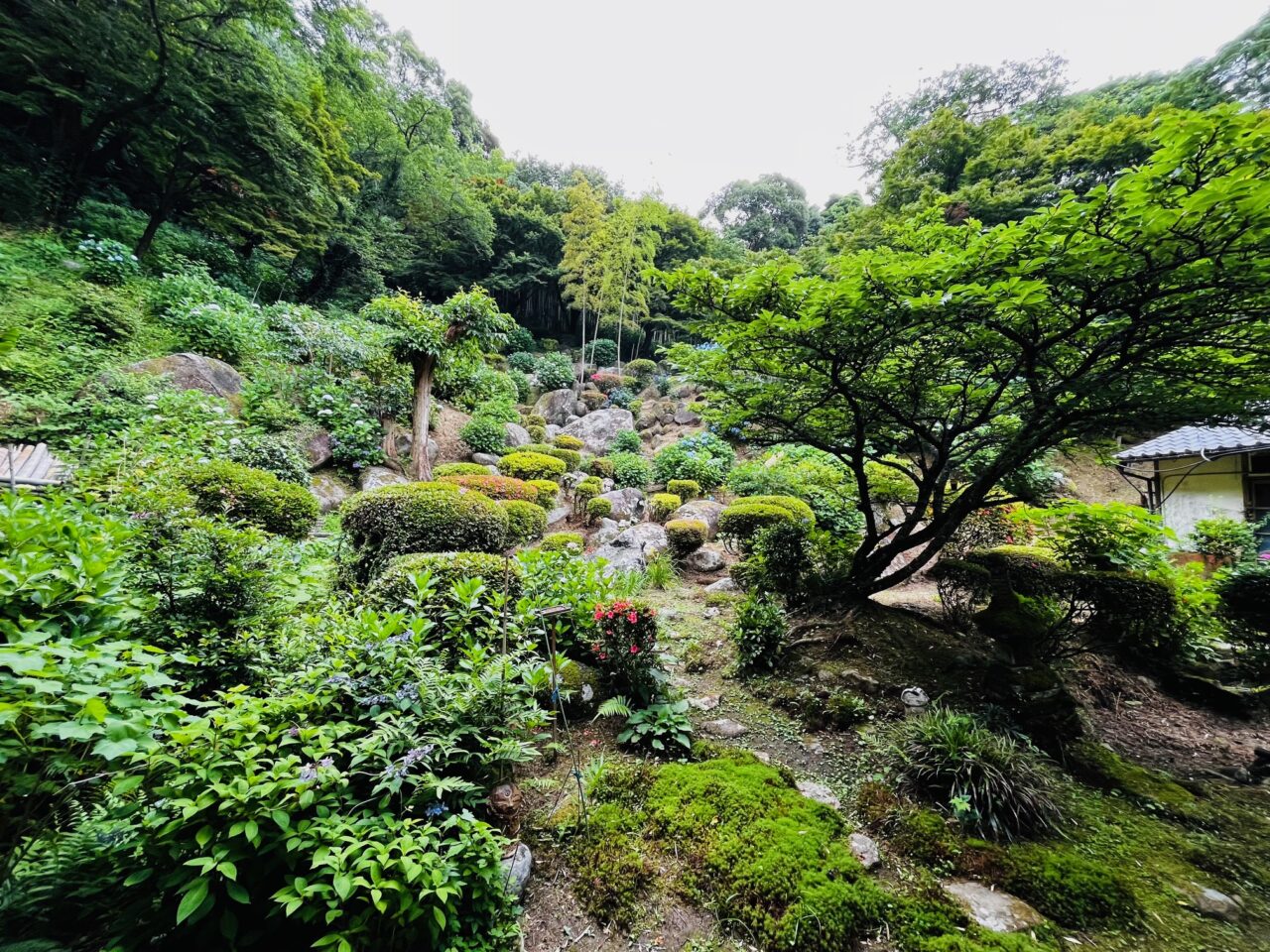 2025年大牟田の定林寺のあじさい