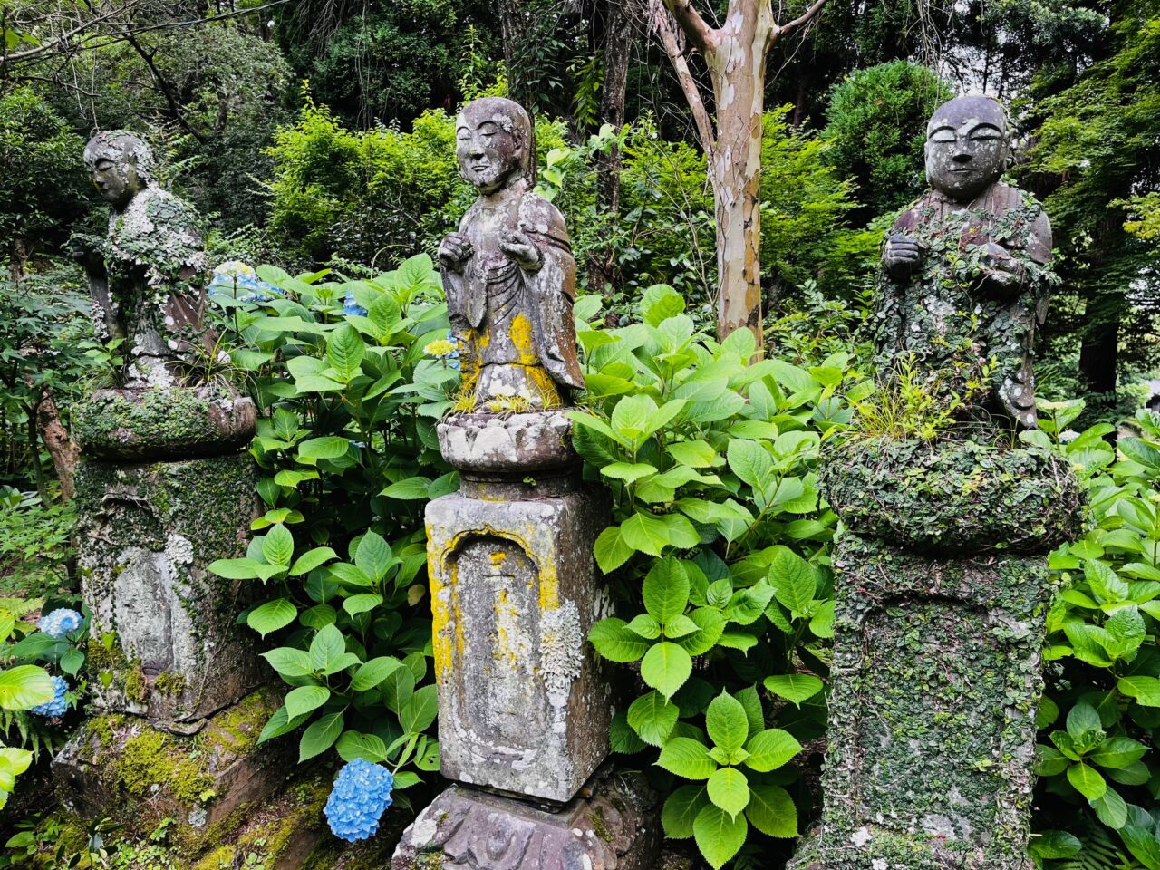 2025年大牟田の定林寺のあじさい