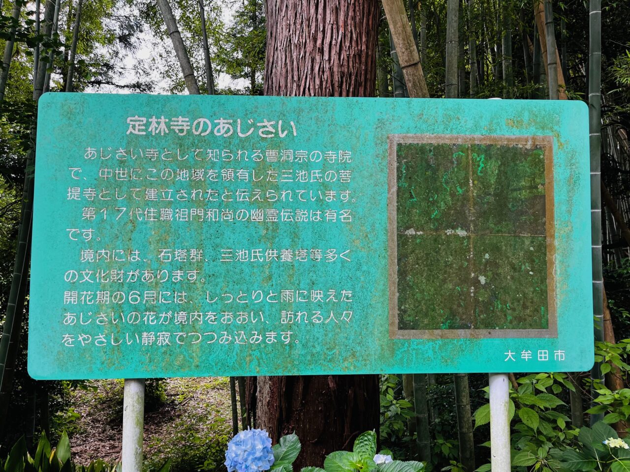2025年大牟田の定林寺のあじさい