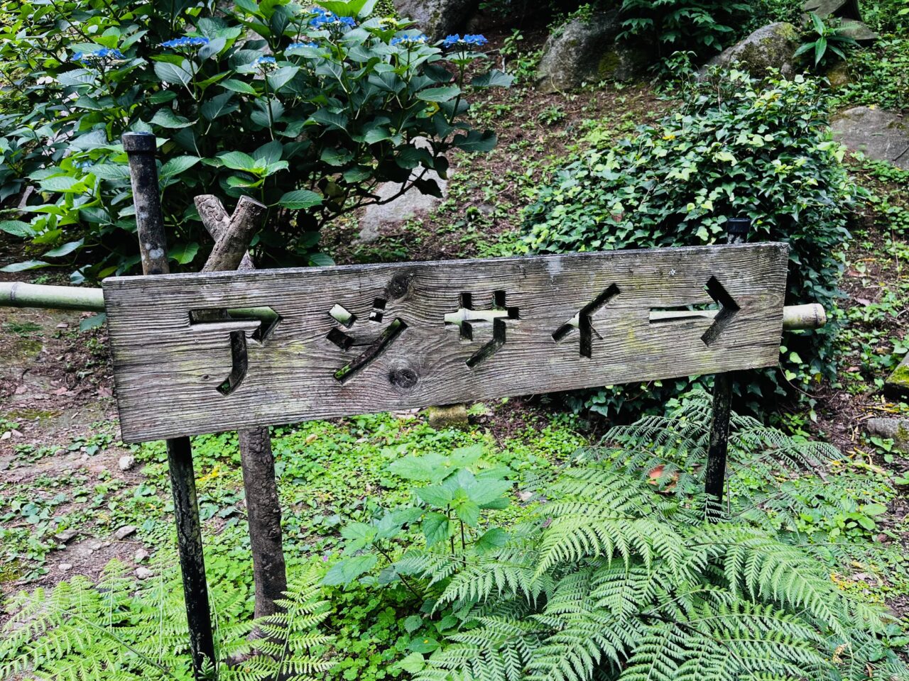 2025年大牟田の定林寺のあじさい