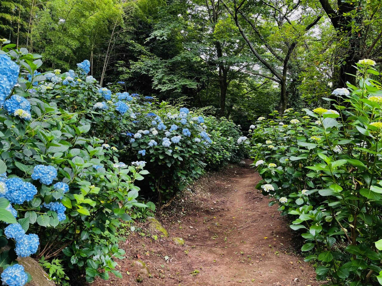 2025年大牟田の定林寺のあじさい