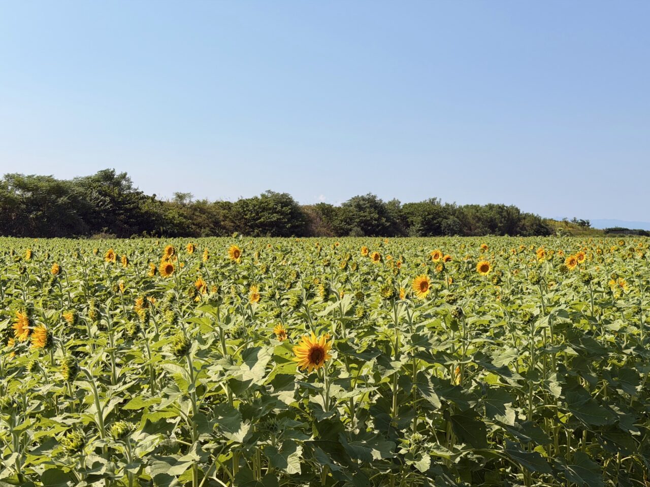 2025年秋の大牟田ひまわり園