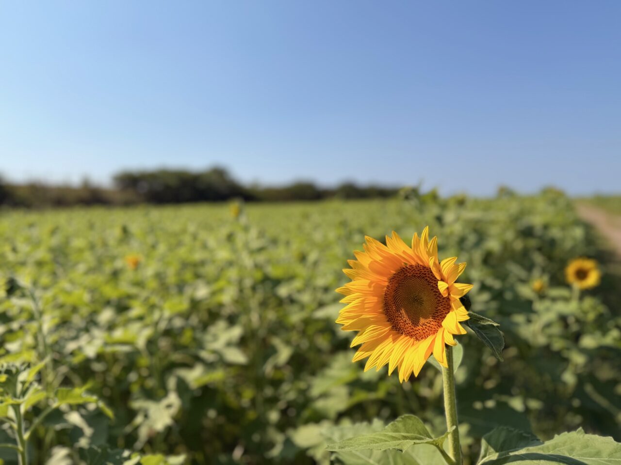2025年秋の大牟田ひまわり園
