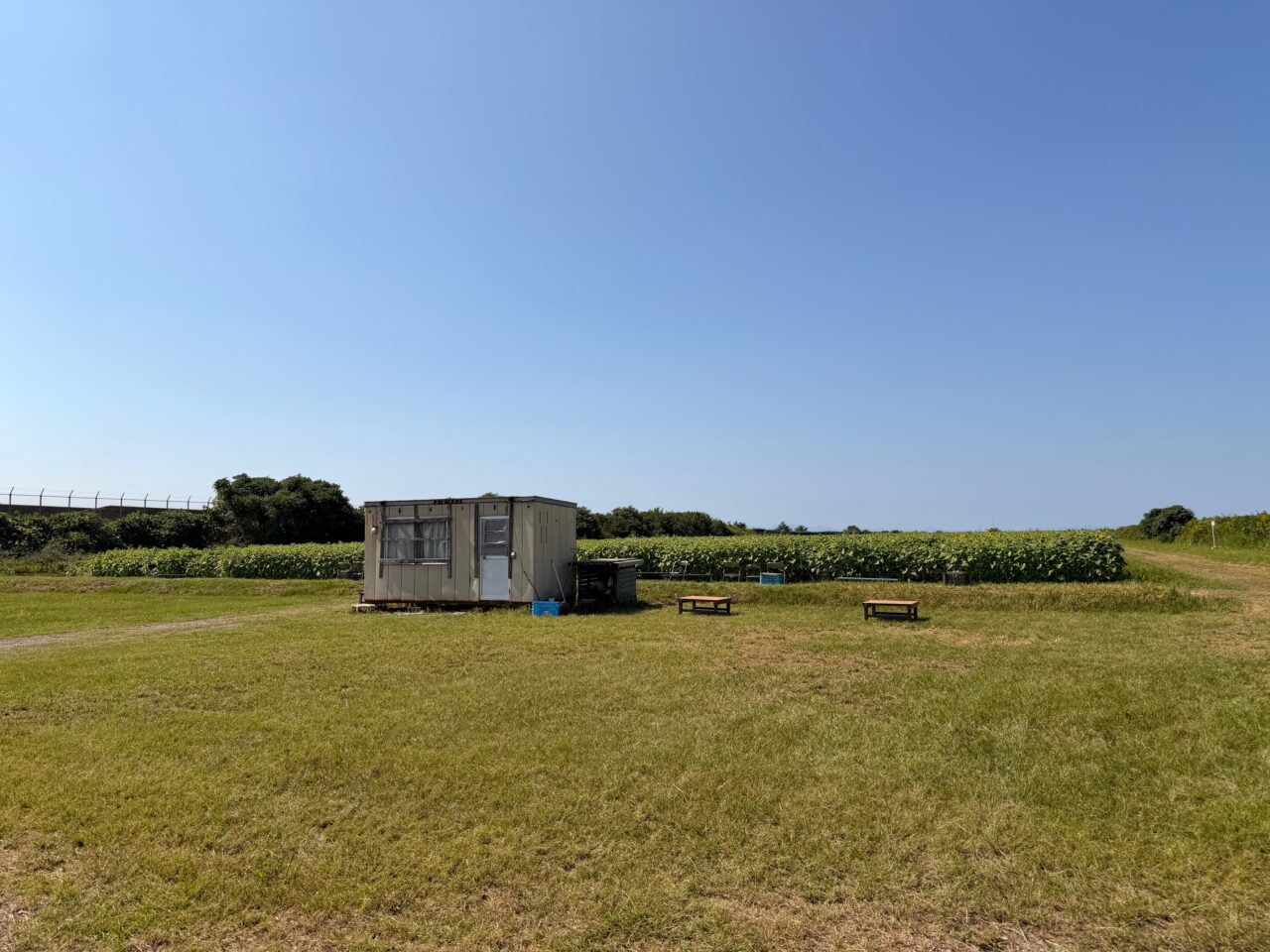 2025年秋の大牟田ひまわり園