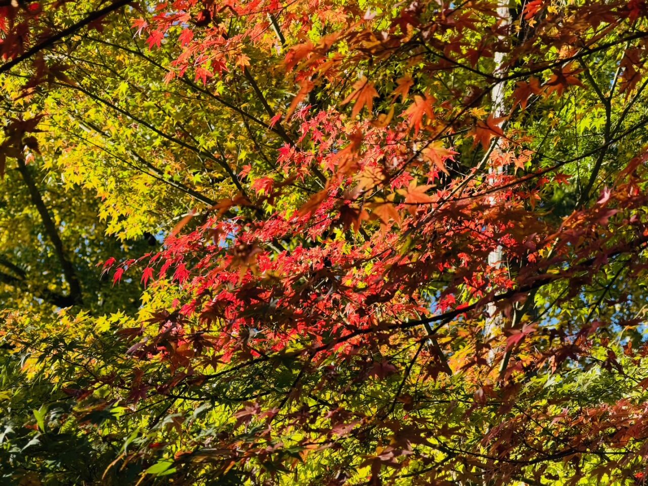 2025年みやま市清水寺本坊庭園の紅葉