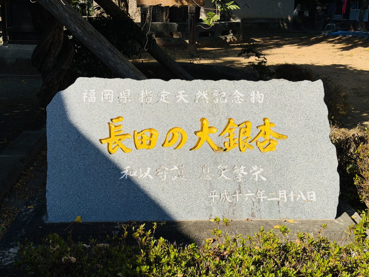 2025年みやまの長田の大銀杏