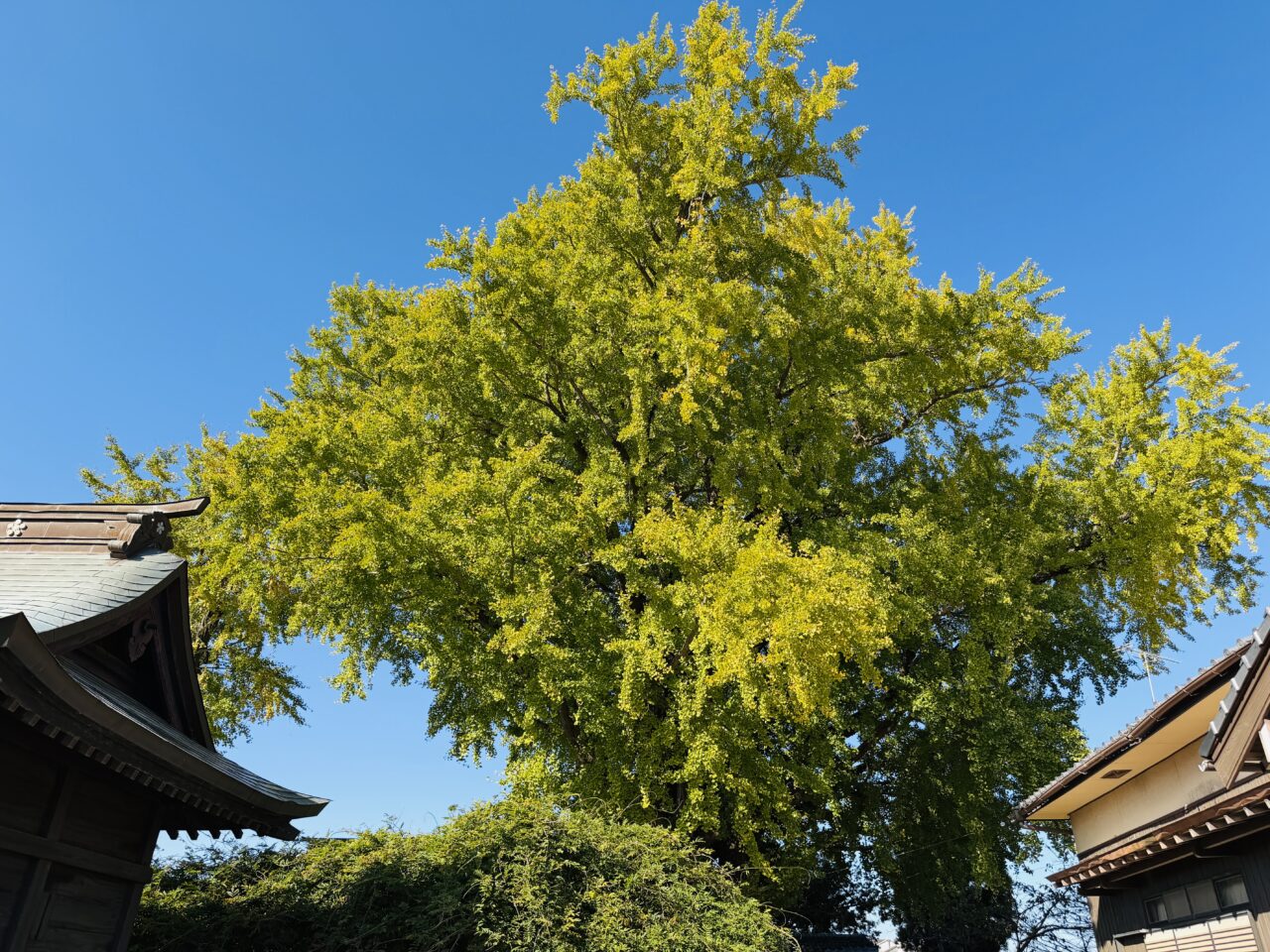 2025年みやまの長田の大銀杏