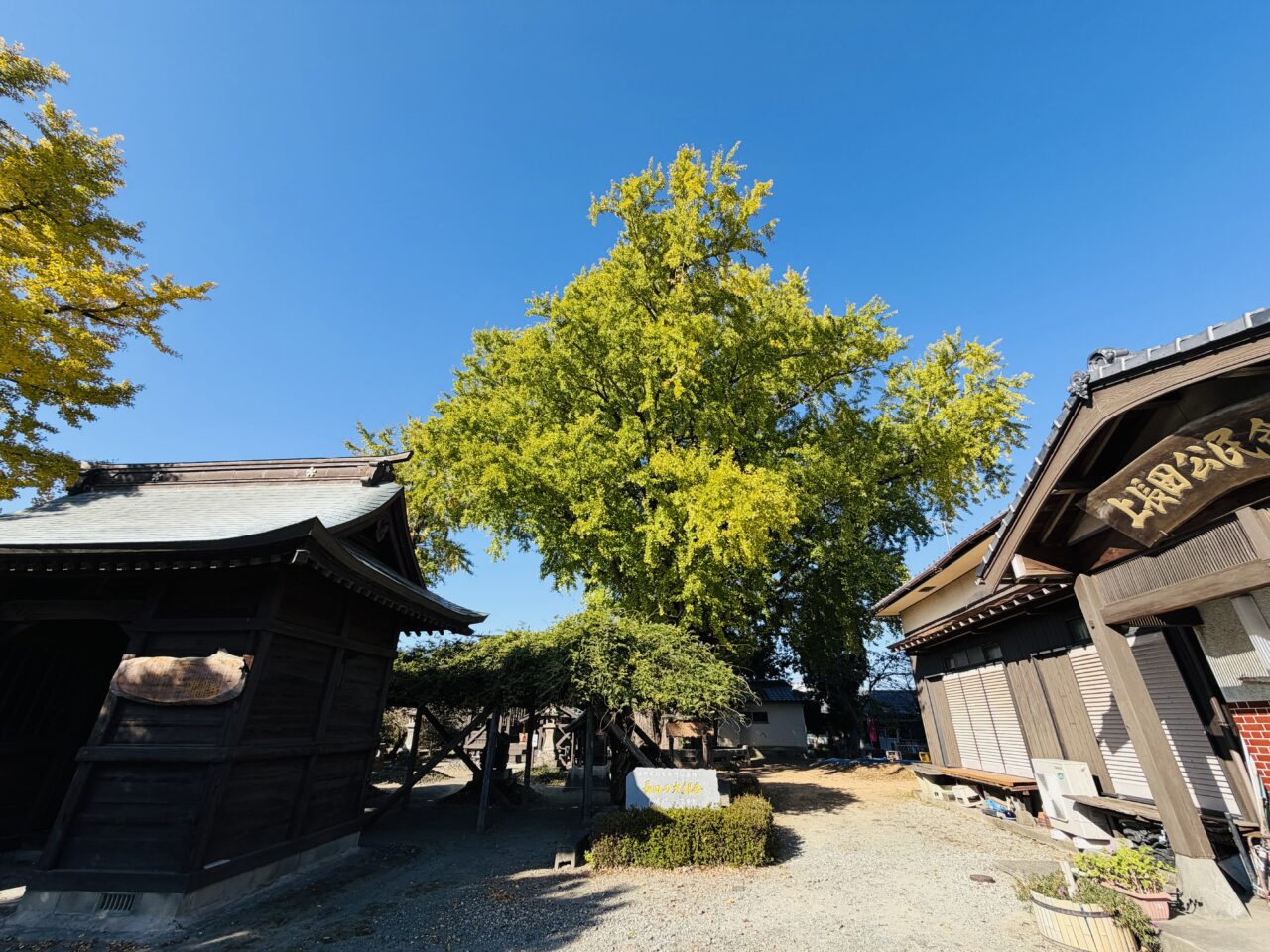 2025年みやまの長田の大銀杏
