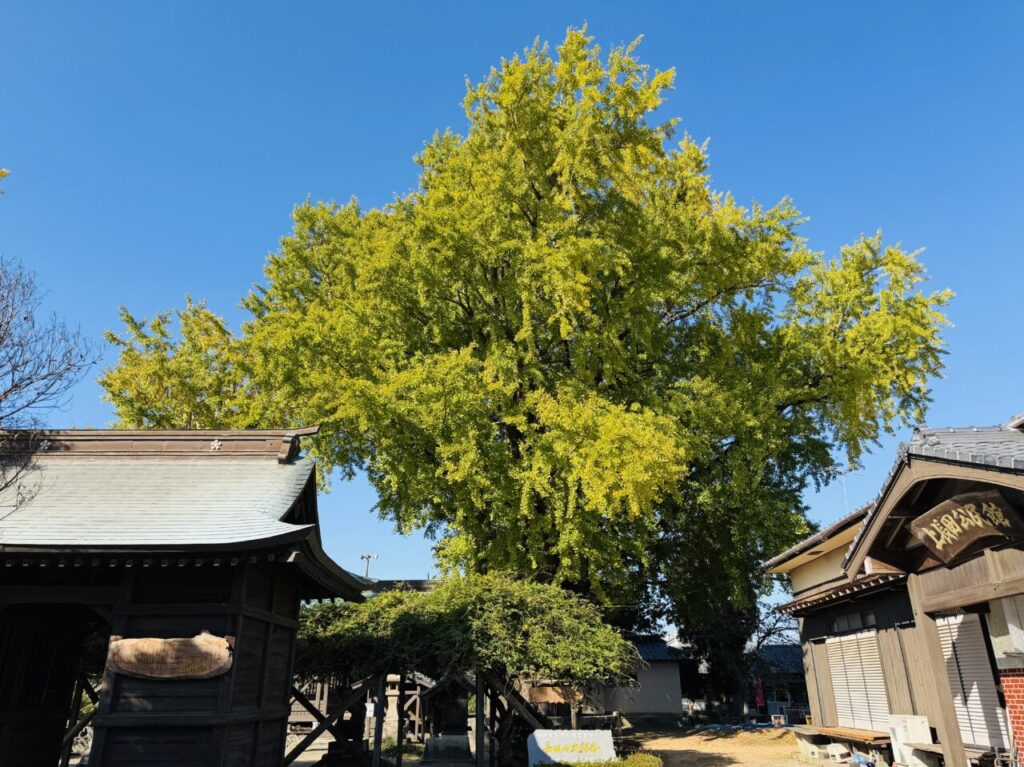 2025年みやまの長田の大銀杏