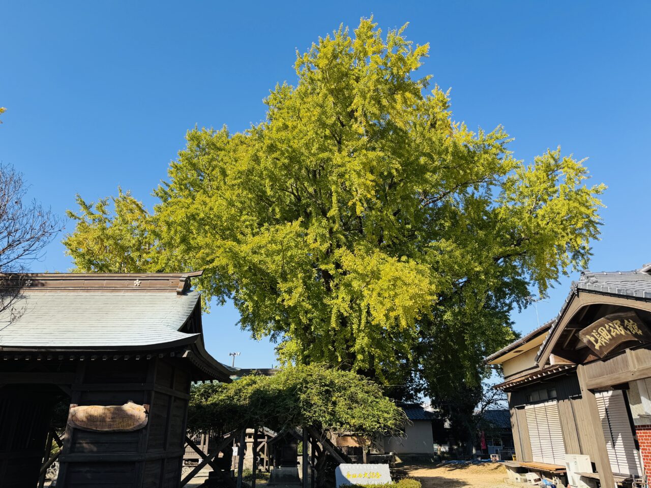 2025年みやまの長田の大銀杏