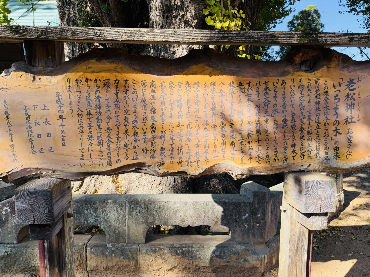 2025年みやまの長田の大銀杏