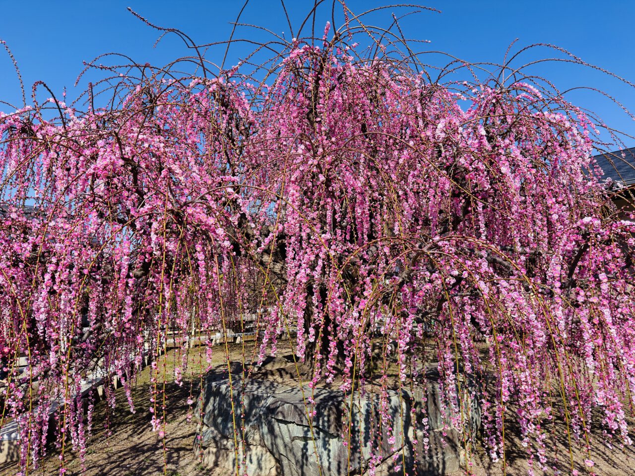 2026年みやまのお座敷盆梅梅花園