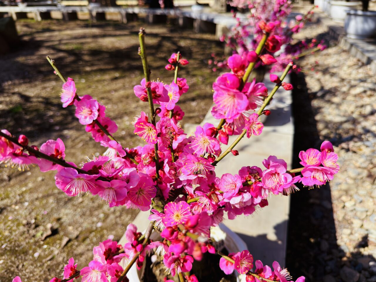2026年みやまのお座敷盆梅梅花園