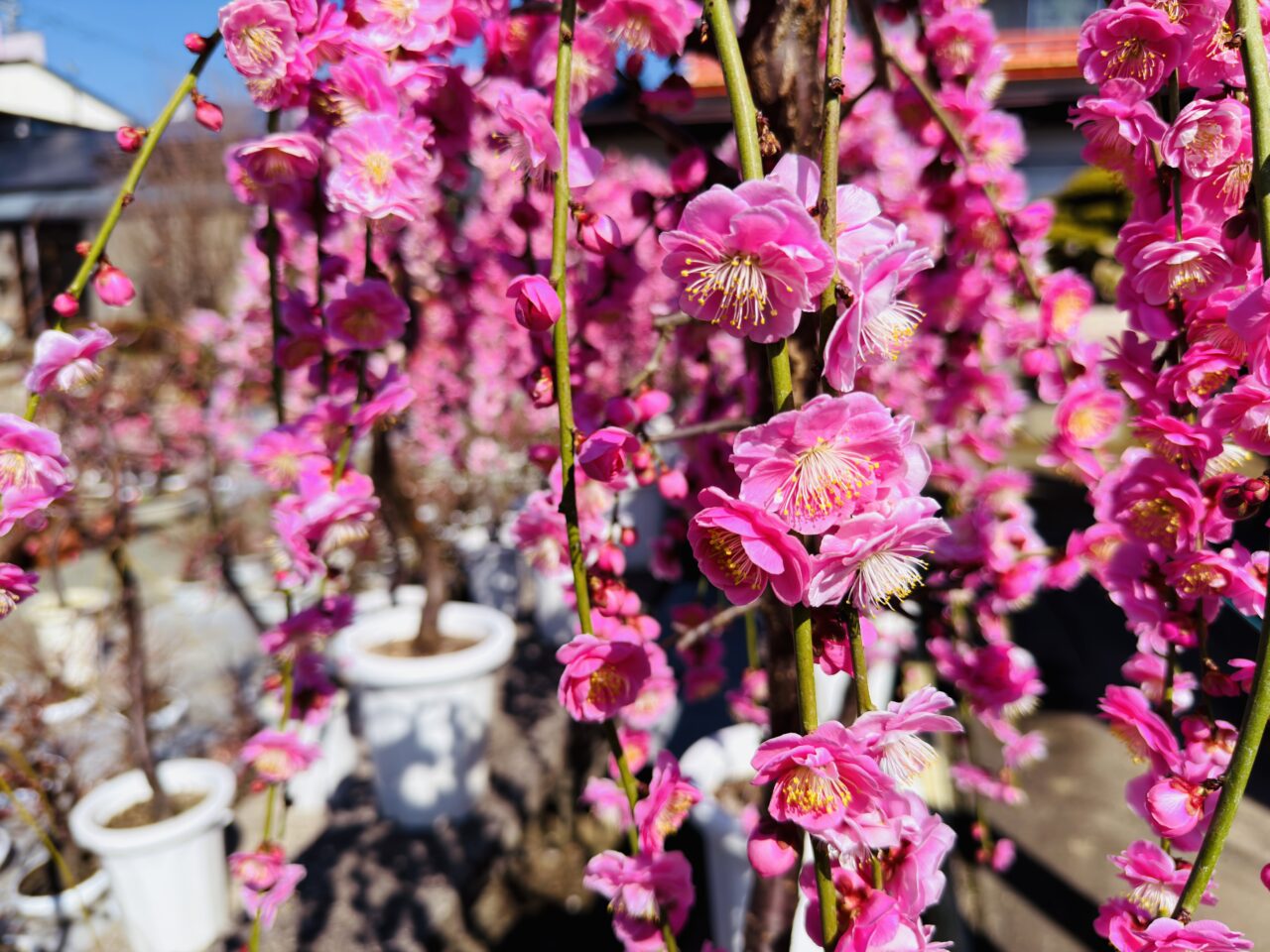 2026年みやまのお座敷盆梅梅花園