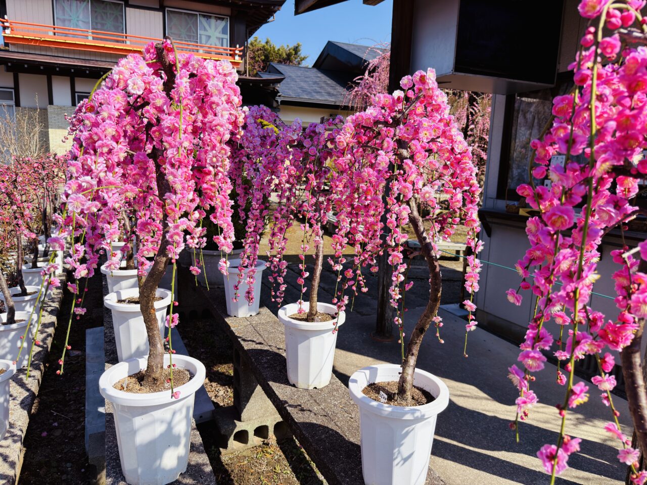 2026年みやまのお座敷盆梅梅花園