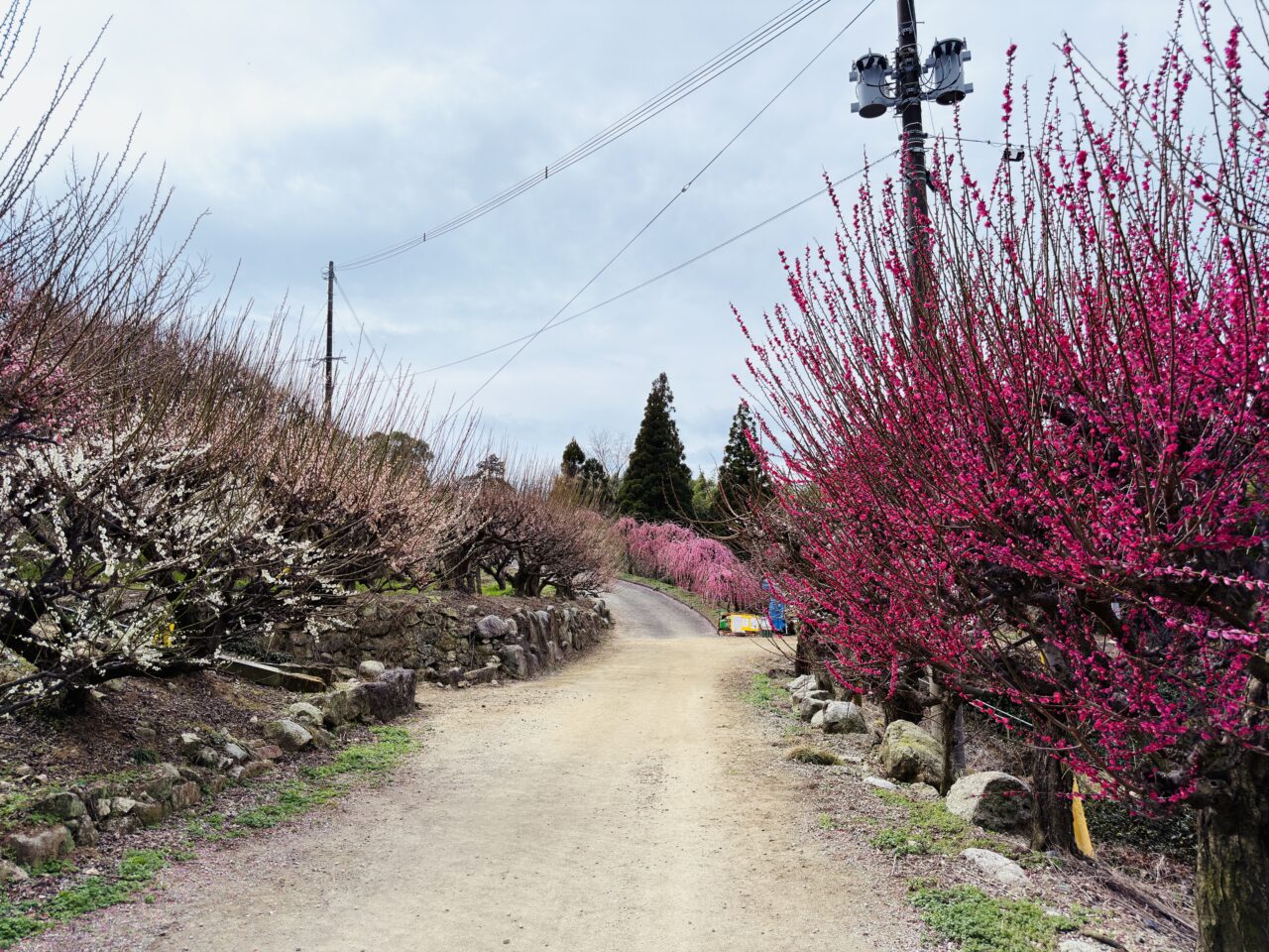 2026年大牟田普光寺の臥龍梅