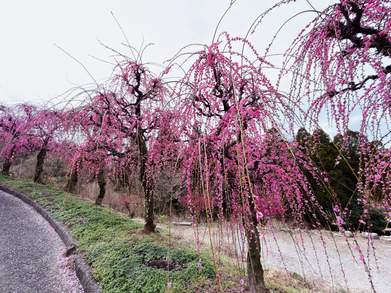 2026年大牟田普光寺の臥龍梅