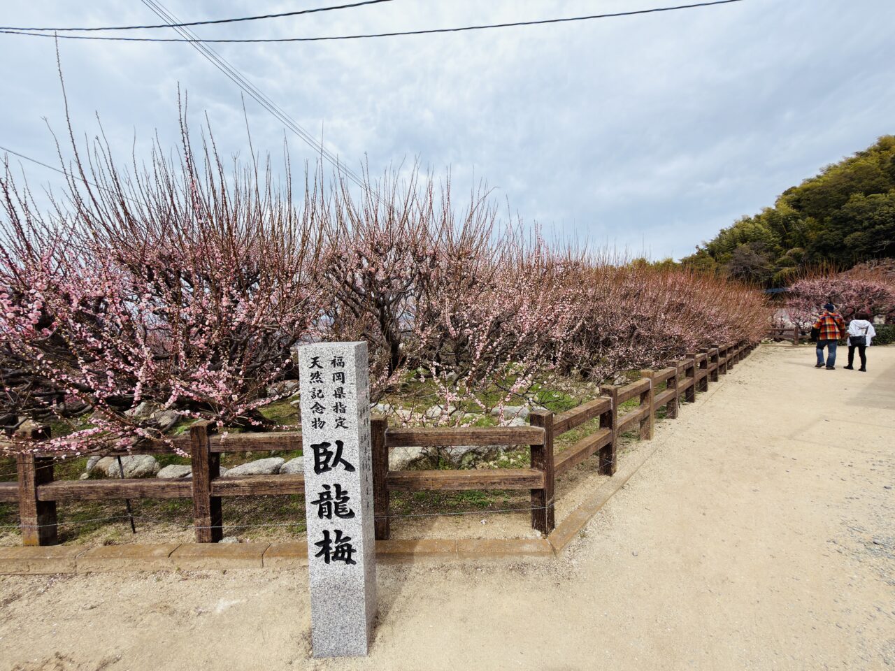 2026年大牟田普光寺の臥龍梅