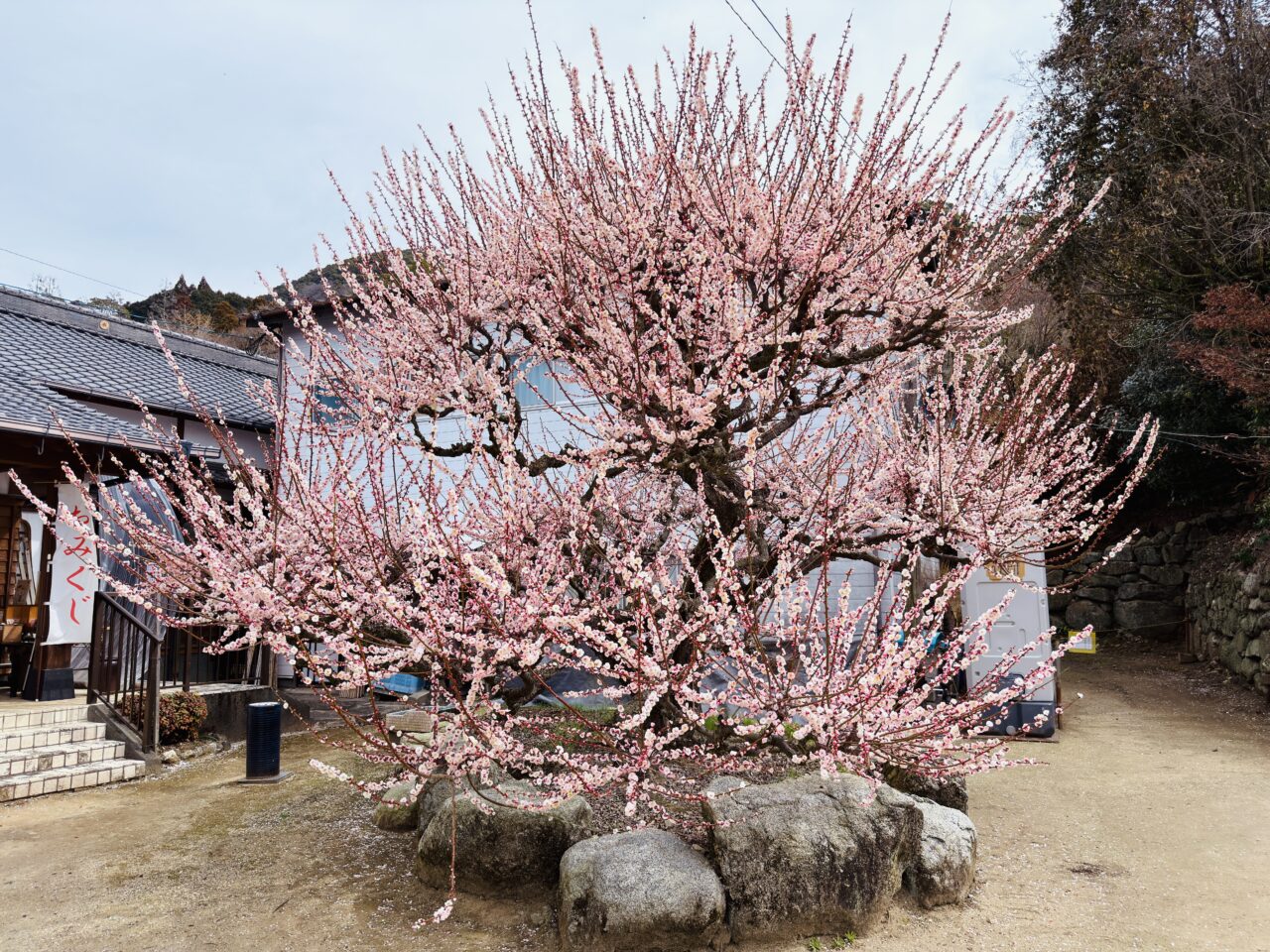 2026年大牟田普光寺の臥龍梅