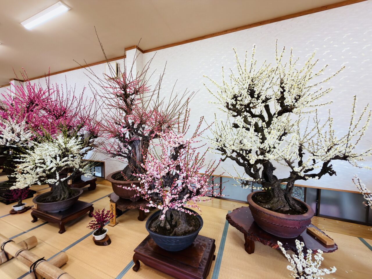 2026年みやまのお座敷盆梅梅花園